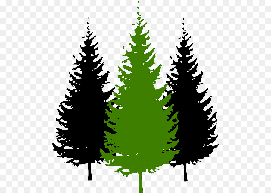 Pine Vector graphics Clip art Tree Fir - tree png download - 552*640 - Free Transparent Pine png Download.