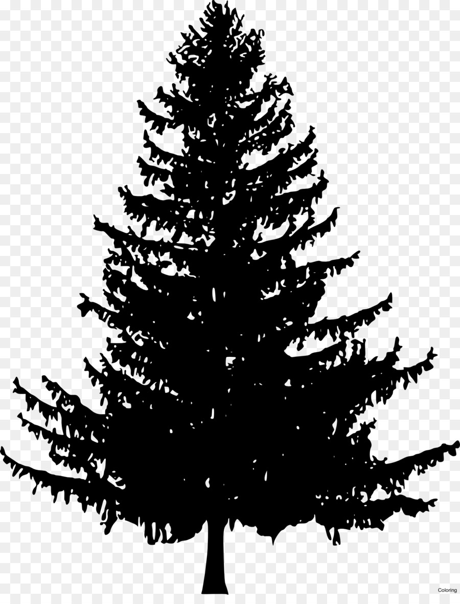 How to Draw Trees Drawing Pine Fir - fir-tree png download - 1549*2000 - Free Transparent Tree png Download.