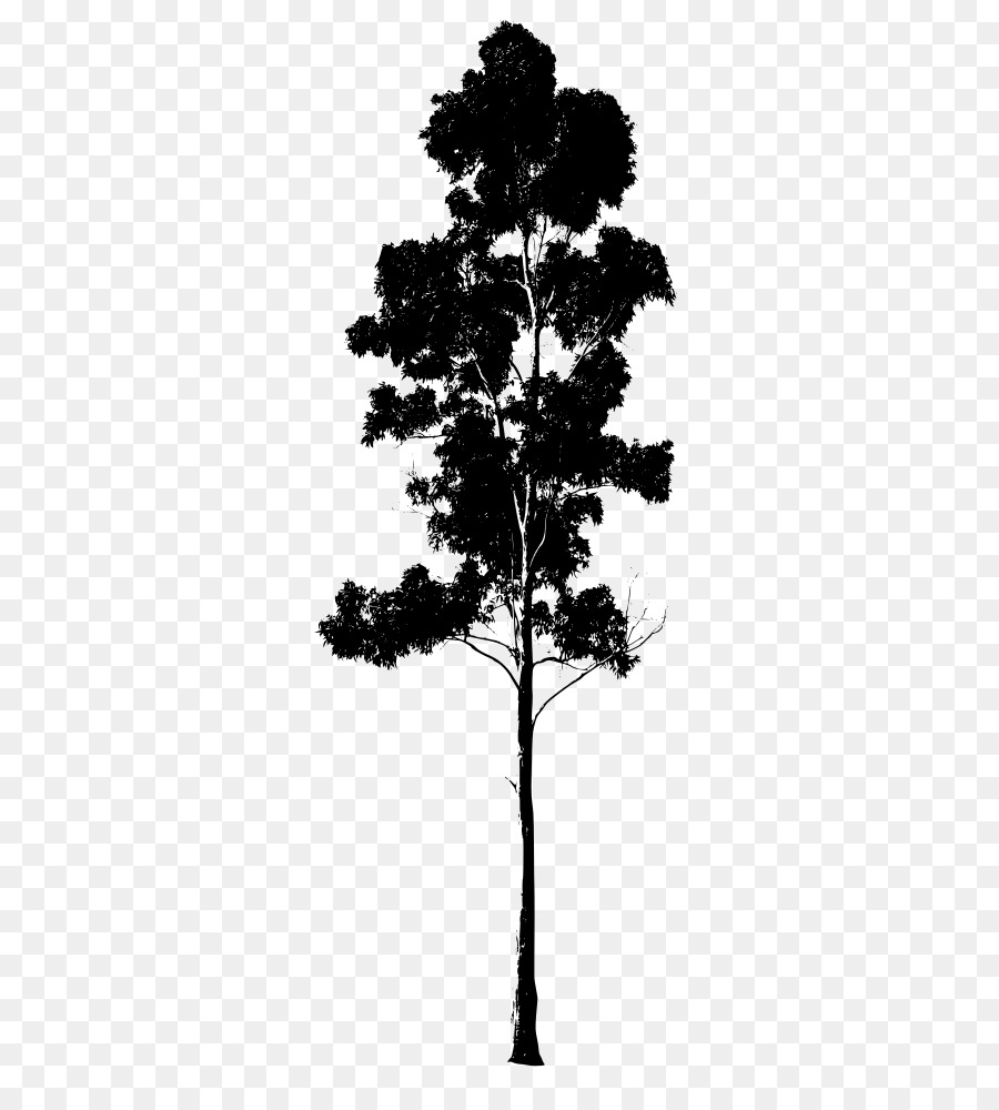 Gum trees Drawing Pine - tree png download - 404*1000 - Free Transparent Gum Trees png Download.