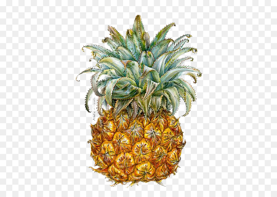 Pineapple Berry Illustrator Illustration - Pineapple illustration png download - 481*640 - Free Transparent Pineapple png Download.