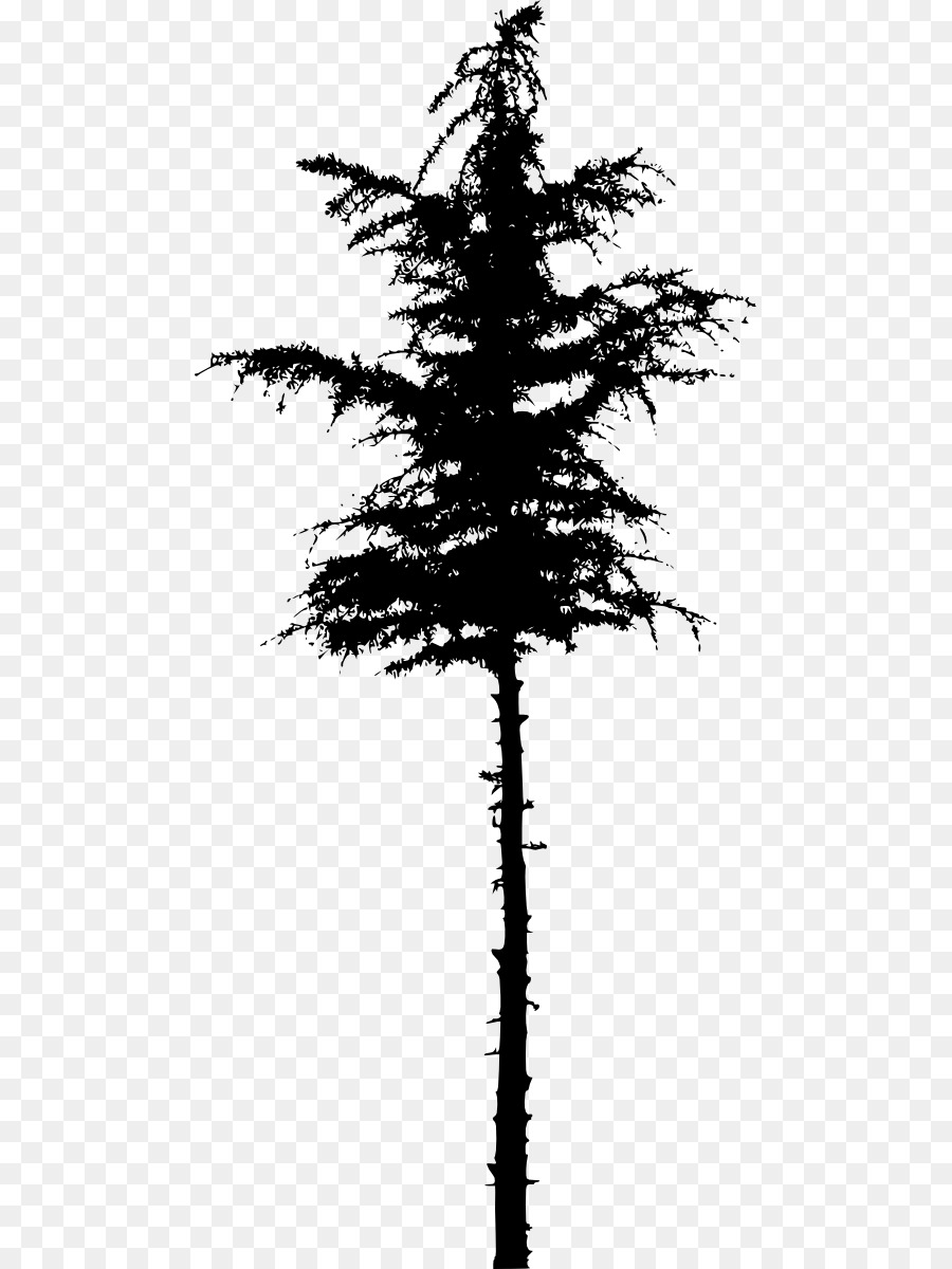 Pine Spruce Fir Silhouette Tree - pine tree png download - 531*1200 - Free Transparent Pine png Download.