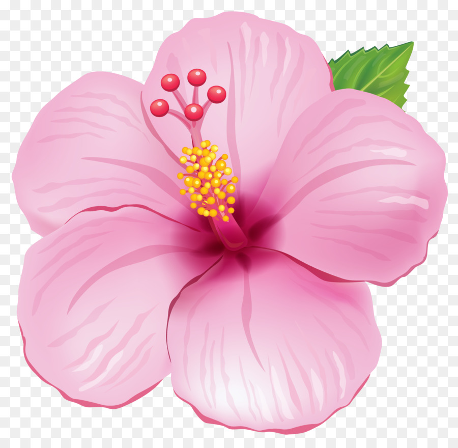 Flower Pink Clip art - conch png download - 1385*1348 - Free Transparent Flower png Download.