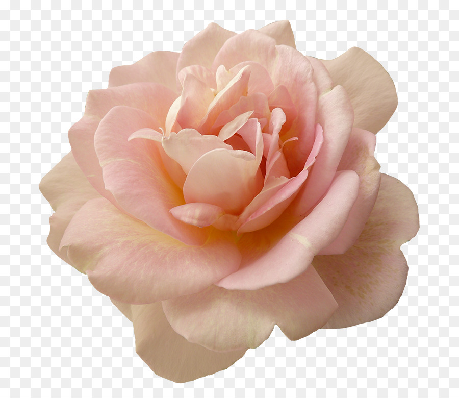 Pink flowers Garden roses - pink rose png download - 797*768 - Free Transparent Flower png Download.