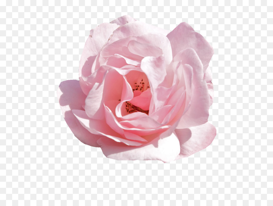 Pink flowers Rose - rose png download - 1600*1200 - Free Transparent Pink Flowers png Download.