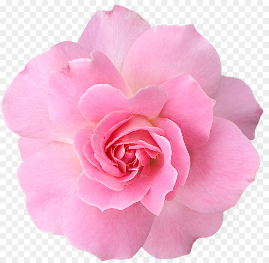 Pink flowers Rose Clip art - rose png download - 1109*1083 - Free Transparent Flower png Download.