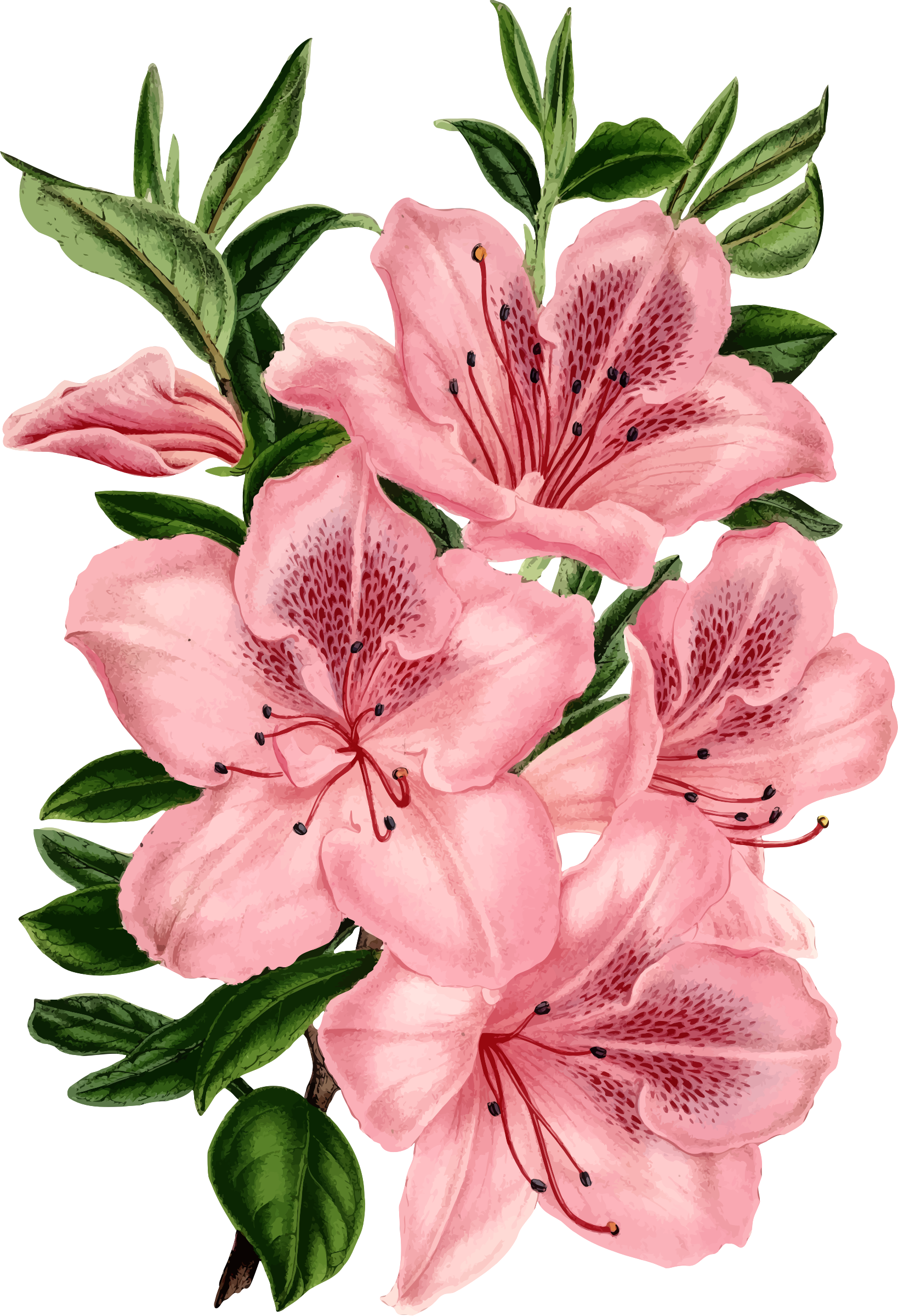 Flowers Drawing