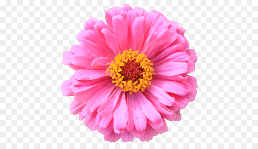 Desktop Wallpaper Flower Clip art - pink flowers background png download - 512*512 - Free Transparent Desktop Wallpaper png Download.