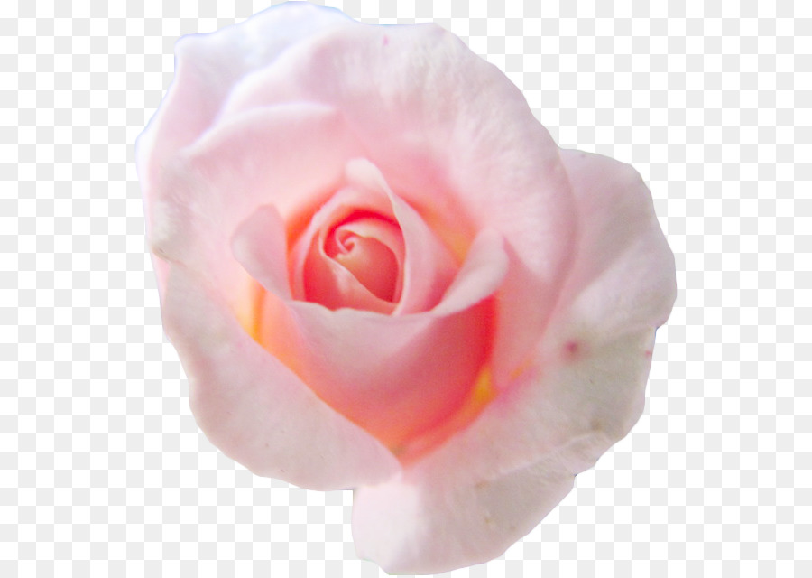 Centifolia roses Flower Pink Petal Garden roses - pink background png download - 604*638 - Free Transparent Centifolia Roses png Download.