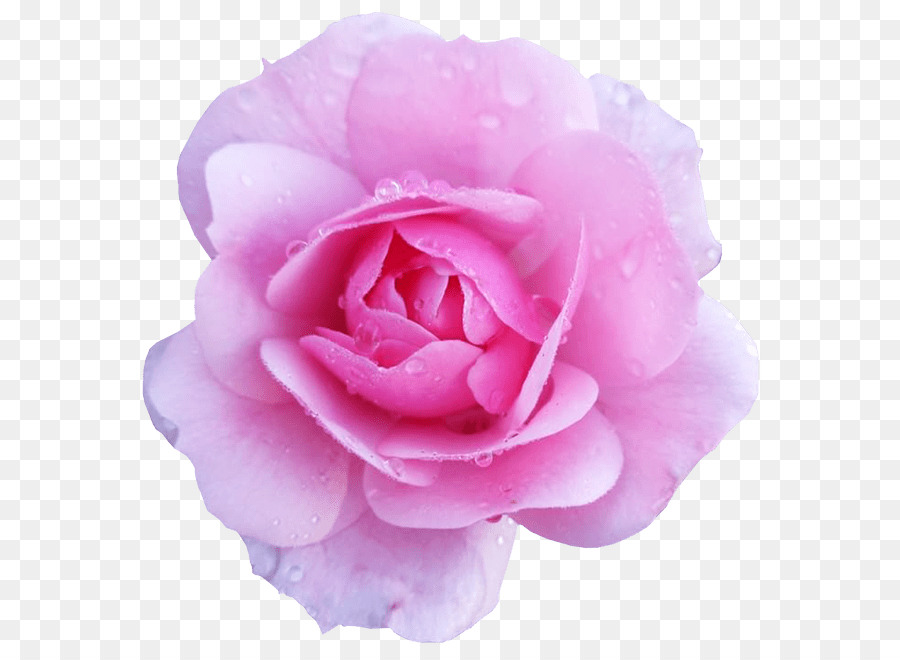 Flower Rose Pink Desktop Wallpaper Clip art - blush floral png download - 624*653 - Free Transparent Flower png Download.