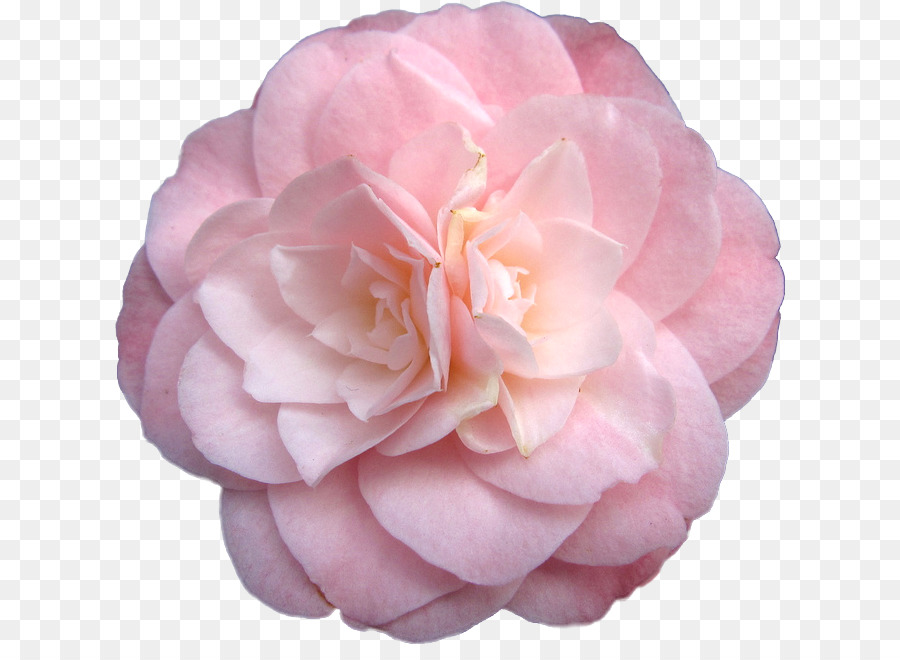 Japanese camellia Pink flowers Rose - rose png download - 670*644 - Free Transparent Japanese Camellia png Download.