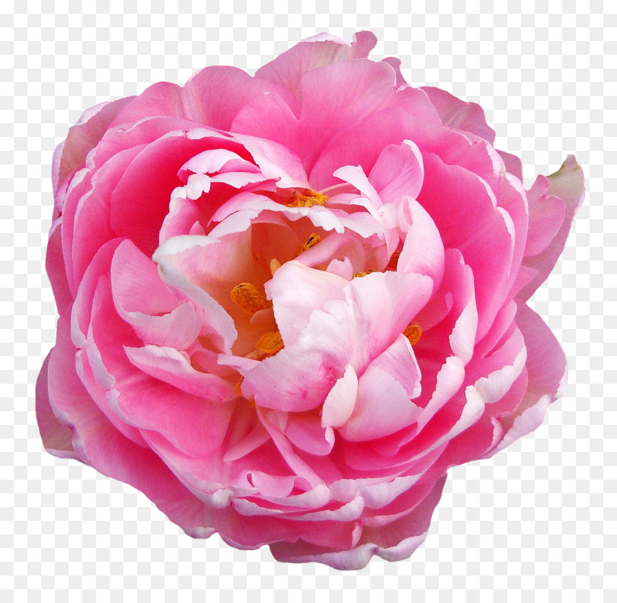 Centifolia roses Pink flowers - Rose Flower Pink Transparent png download - 1250*1221 - Free Transparent T Shirt png Download.