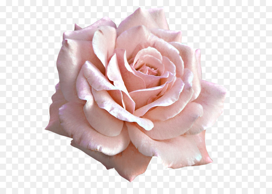Rose Pink Flower Clip art - Large Light Pink Rose PNG Clipart png download - 1024*983 - Free Transparent  Light png Download.