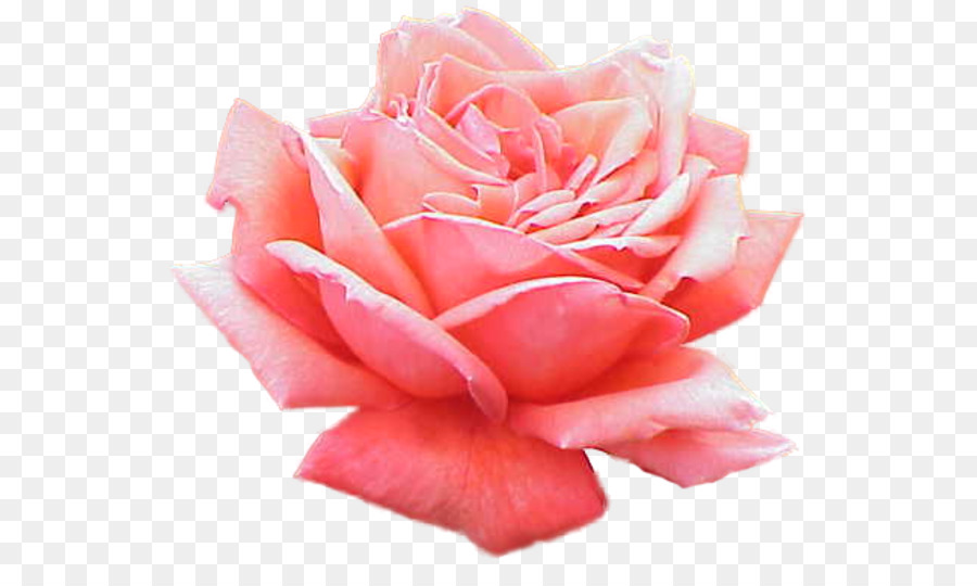 Rose Pink Clip art - pink png download - 600*524 - Free Transparent Rose png Download.