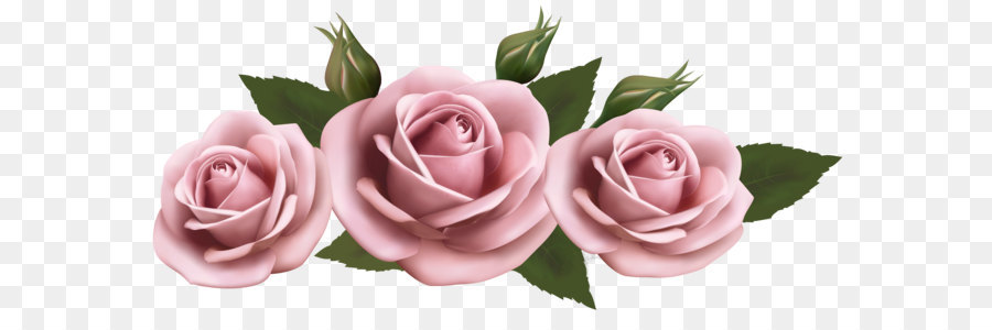 Rose Flower Amazon.com - Beautiful Transparent Pink Roses PNG Picture png download - 3612*1602 - Free Transparent Rose png Download.
