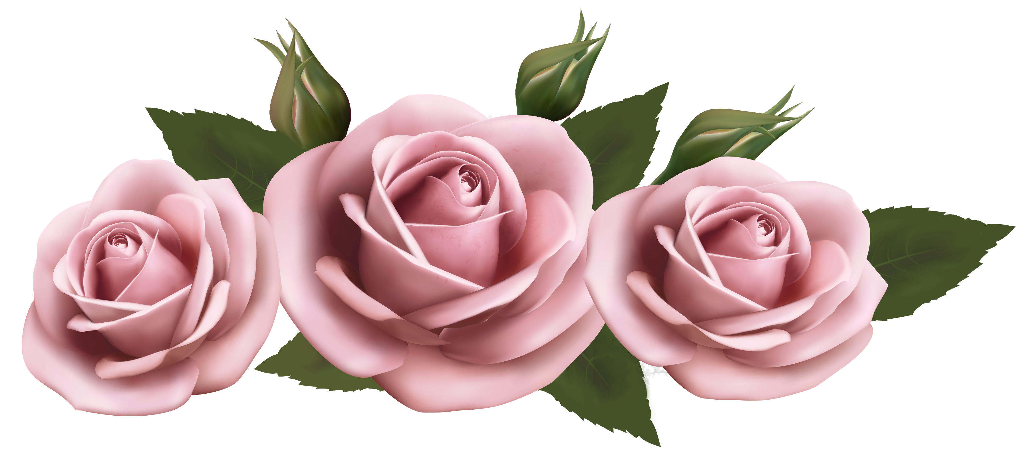 Rose Flower Beautiful Transparent Pink Roses Png Picture