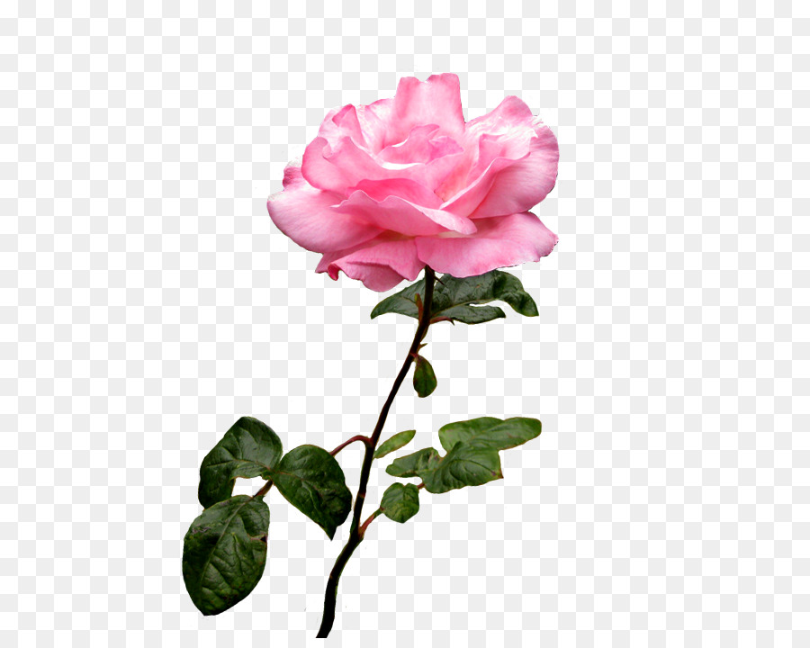 Rose Pink Flower Desktop Wallpaper Clip art - pink rose png download - 709*709 - Free Transparent Rose png Download.