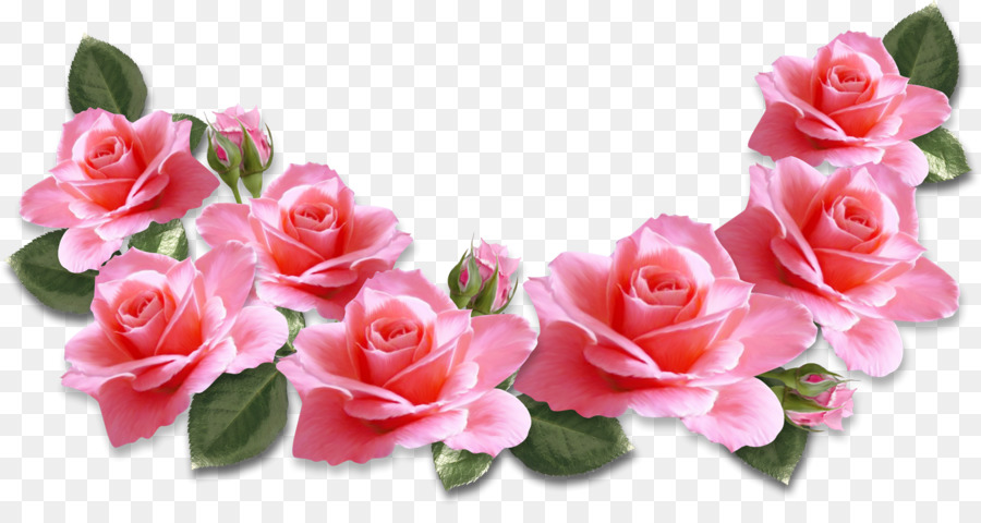 Rose Pink flowers Clip art - rose png download - 1684*869 - Free Transparent Rose png Download.