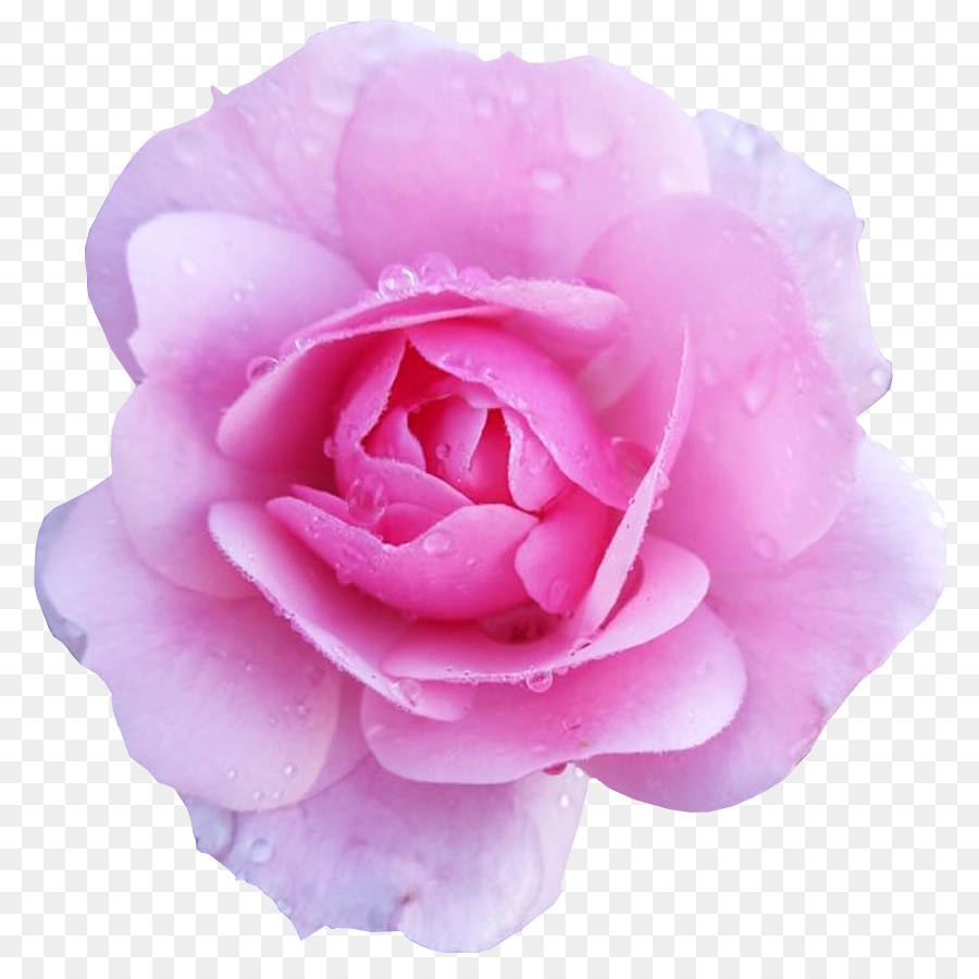 Flower Rose Pink Desktop Wallpaper - pink rose png download - 850*890 - Free Transparent Flower png Download.
