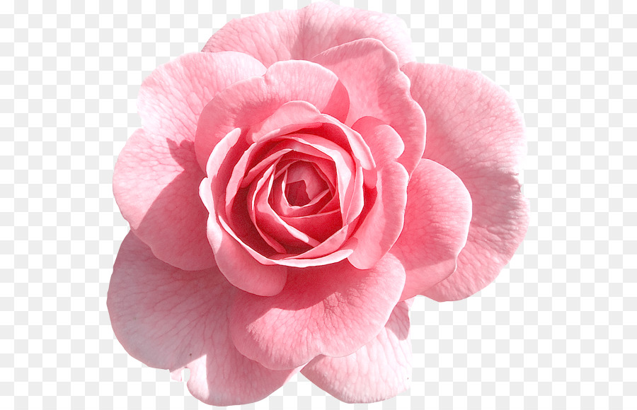 Rose Pink Clip art - Pink Rose Transparent PNG png download - 600*575 - Free Transparent Rose png Download.