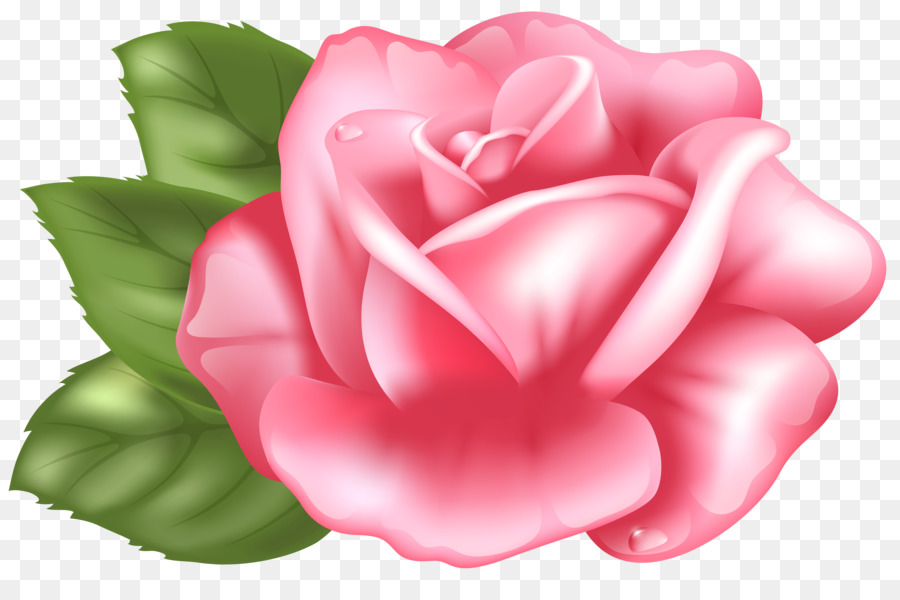 Rose Pink Desktop Wallpaper Clip art - pink roses png download - 6000*3868 - Free Transparent Rose png Download.
