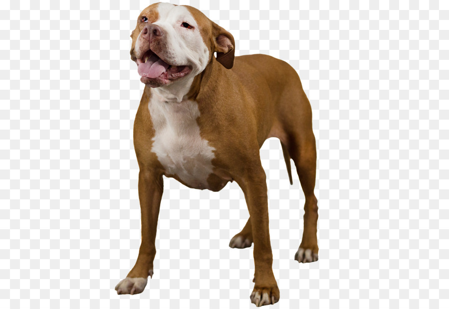 American Bully American Pit Bull Terrier Rare breed (dog) - pitbull png download - 643*619 - Free Transparent American Bully png Download.