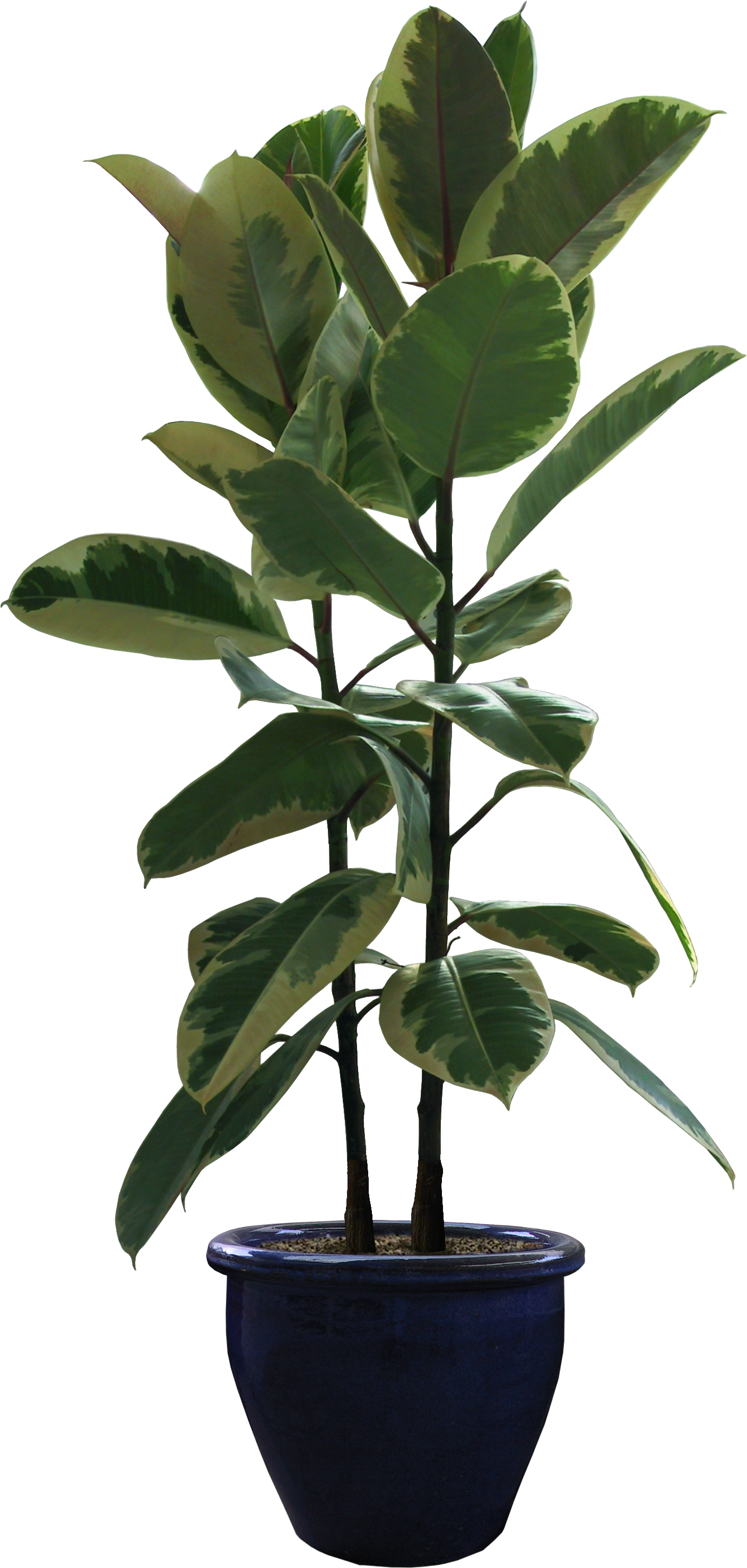 Rubber Fig Houseplant Flowerpot Portable Network Graphics Plants 
