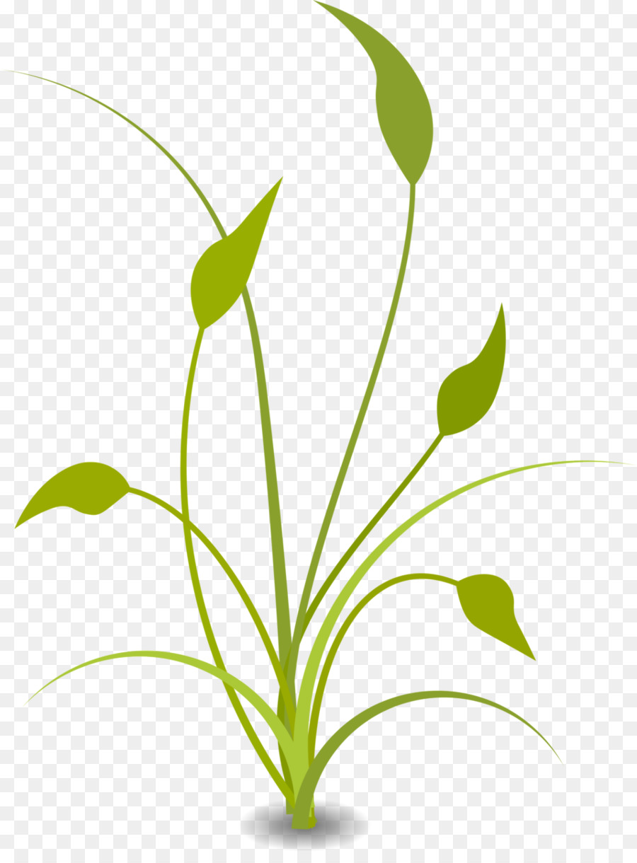 Nature Free content Clip art - Soybean Stalk Cliparts png download - 958*1281 - Free Transparent Nature png Download.