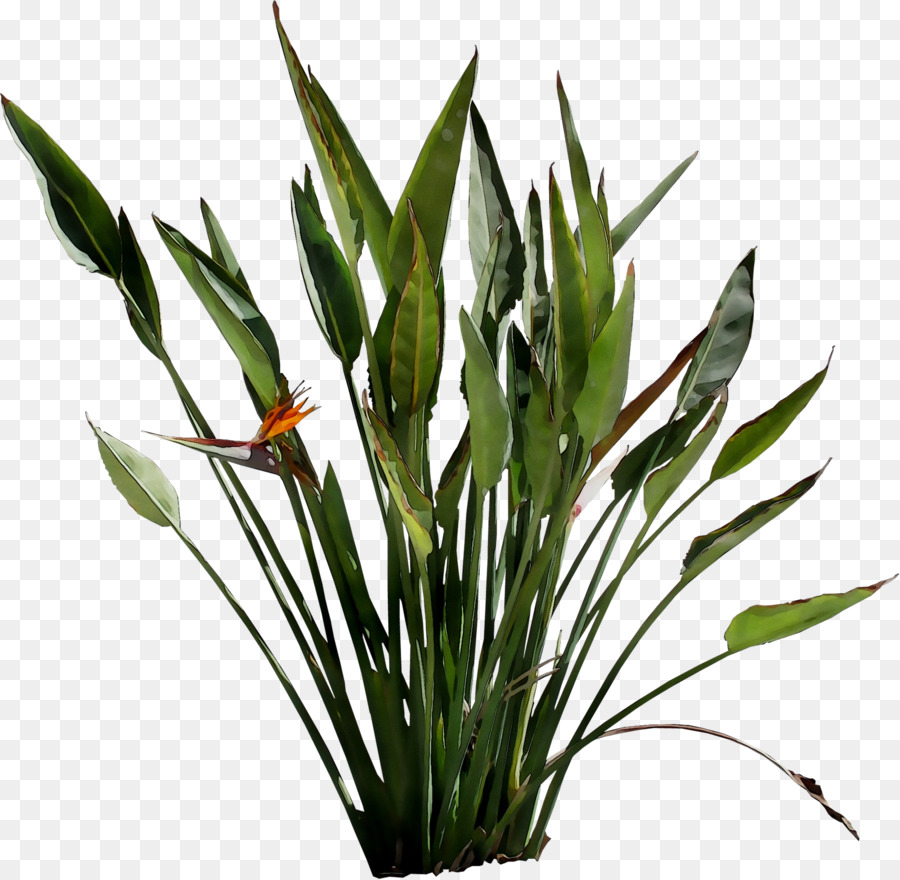 Leaf Plant stem Flower Grasses Plants -  png download - 2277*2223 - Free Transparent Leaf png Download.