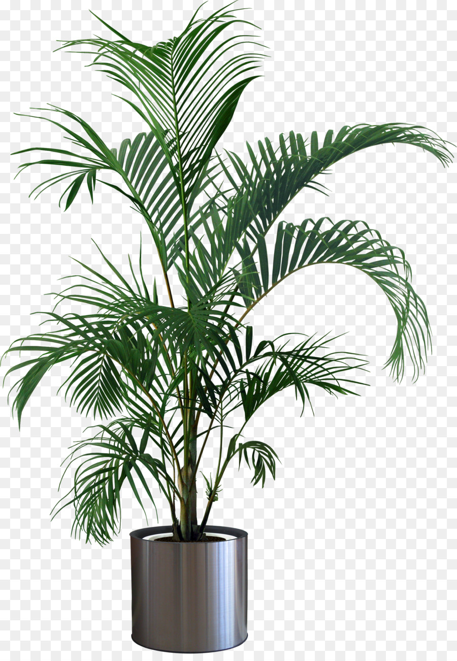 Houseplant Flowerpot Tree - Pot plant png download - 2023*2891 - Free Transparent Houseplant png Download.