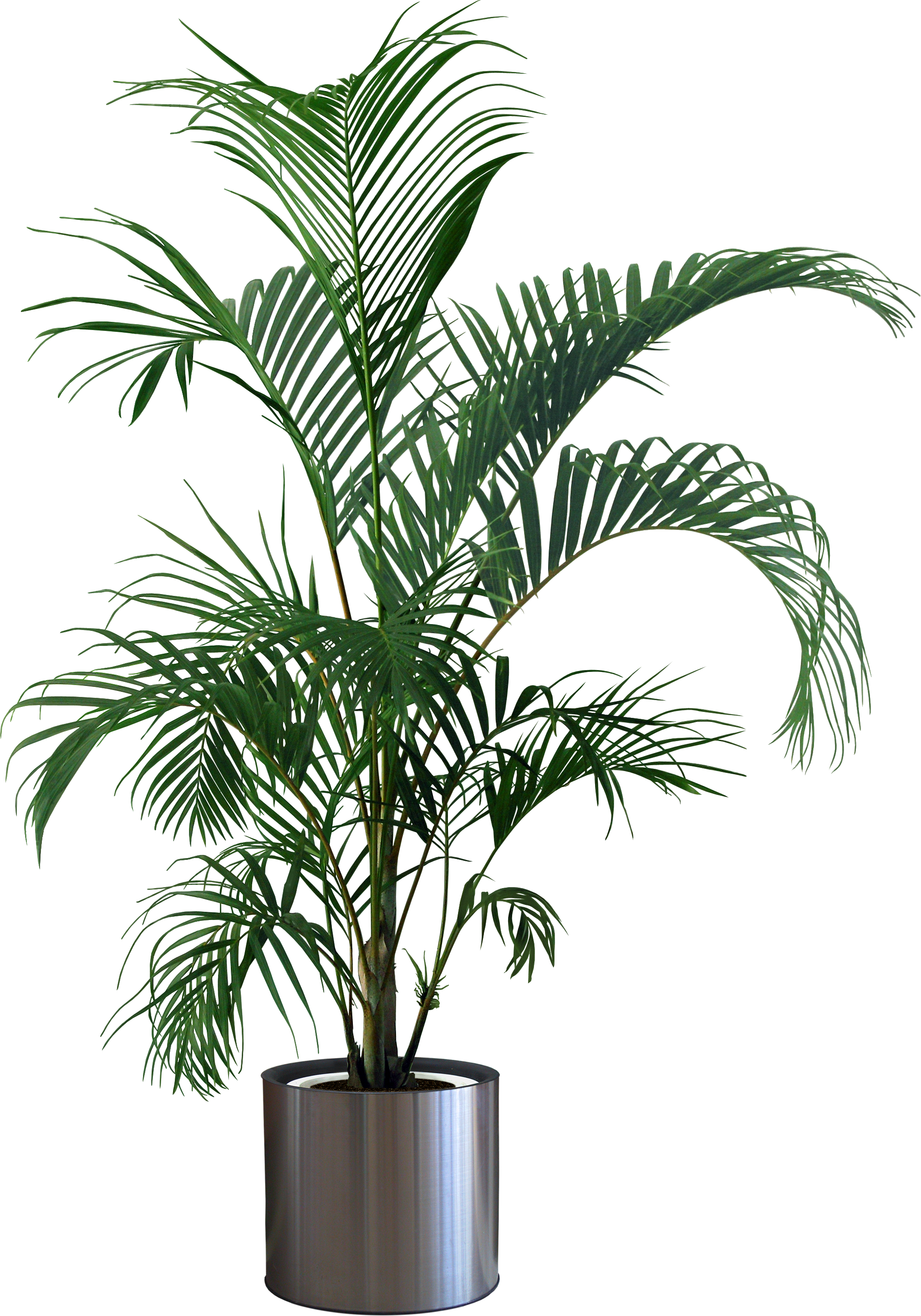 Houseplant Flowerpot Tree - Pot plant png download - 2023*2891 - Free