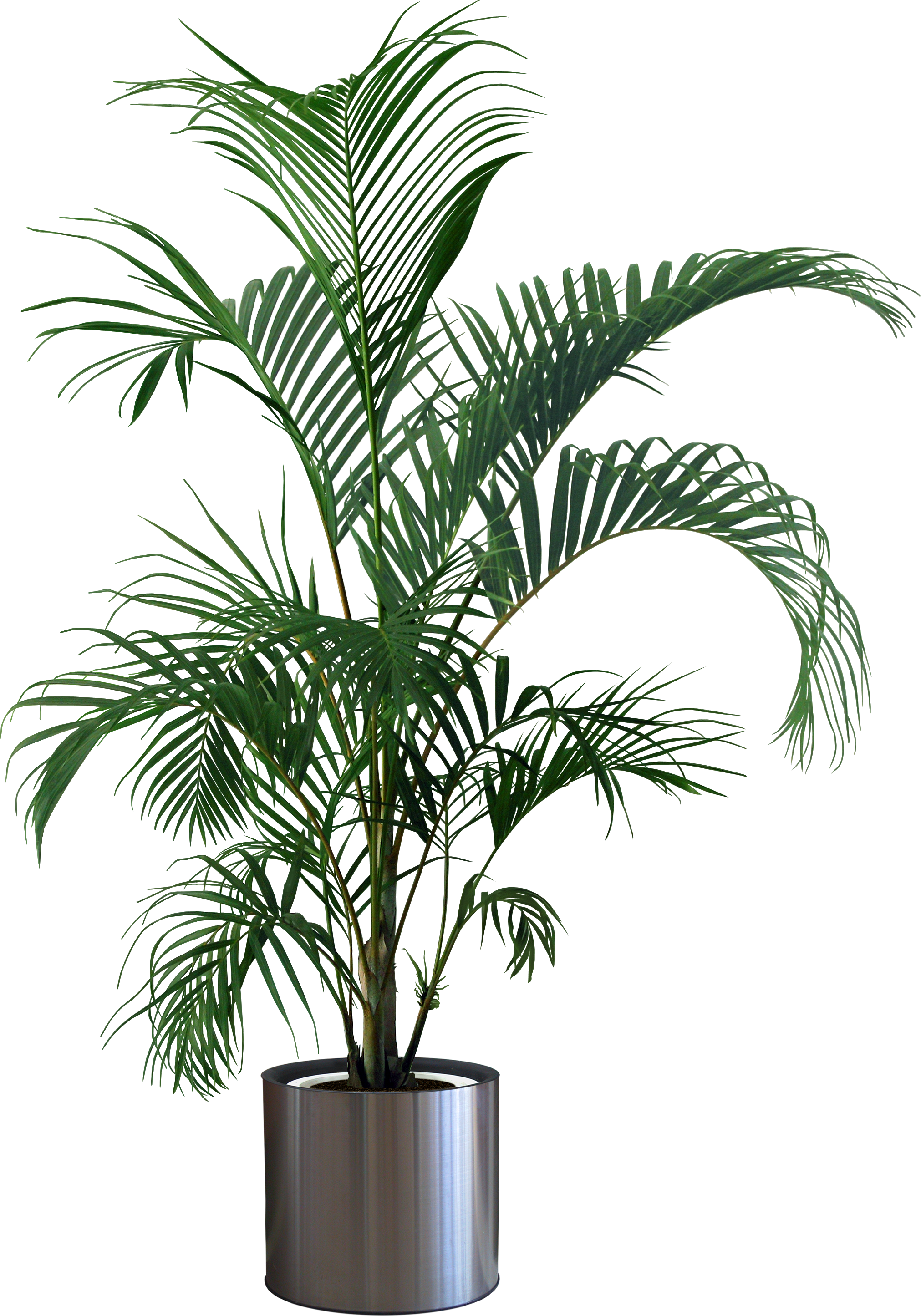 Potted Plant Clipart Transparent Background A Pair Of Cartoon 