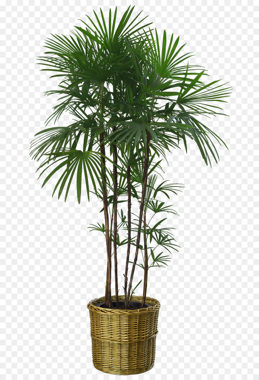 Flowerpot Houseplant Tree Bench Bamboo - plant png download - 760*1320 - Free Transparent Flowerpot png Download.