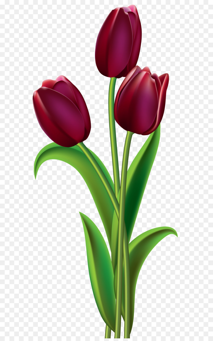 Tulip Red Flower Clip art - Red Dark Tulips PNG Clipart Image png download - 2767*6083 - Free Transparent Indira Gandhi Memorial Tulip Garden png Download.