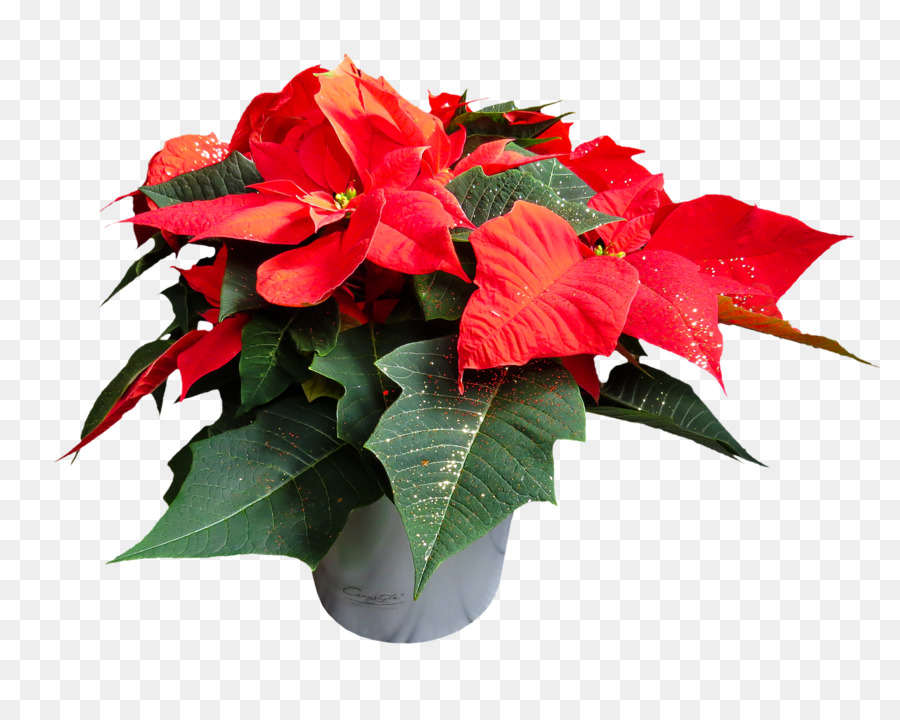 Portable Network Graphics Poinsettia Clip art Image resolution - Poinsettia png download - 1280*1011 - Free Transparent Poinsettia png Download.