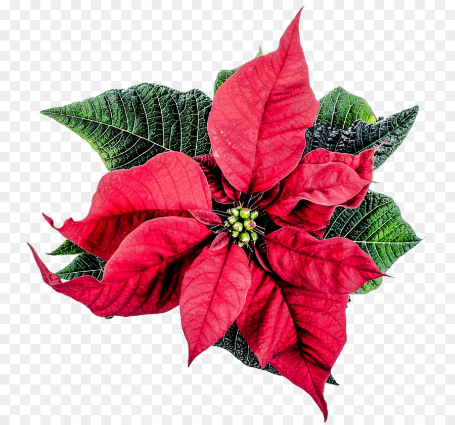 Poinsettia Christmas Flower Clip art - poinsettia clipart png download - 800*838 - Free Transparent Poinsettia png Download.