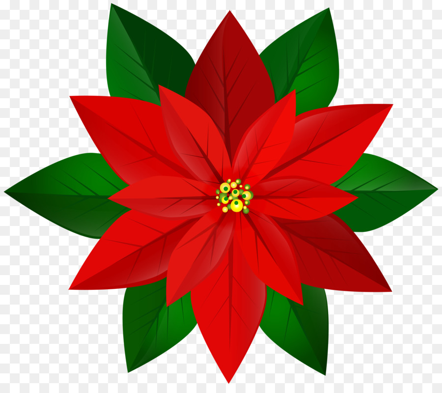Poinsettia Christmas Clip art - others png download - 8000*7003 - Free Transparent Poinsettia png Download.