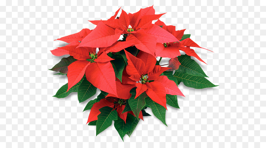 Poinsettia Houseplant Flower Christmas - plant png download - 600*494 - Free Transparent Poinsettia png Download.