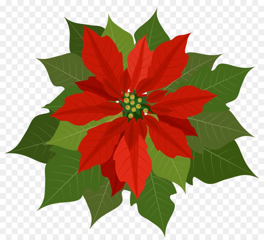Poinsettia Christmas Clip art - Poinsettia Cliparts png download - 2469*2248 - Free Transparent Poinsettia png Download.