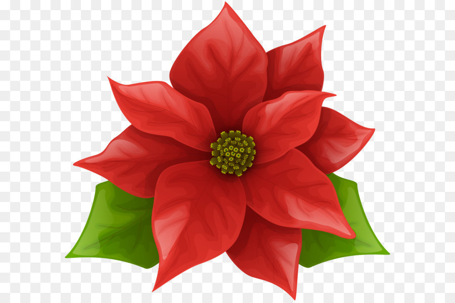 Poinsettia Clip art - Christmas Poinsettia PNG Clip Art Image png download - 8000*7355 - Free Transparent Flower png Download.