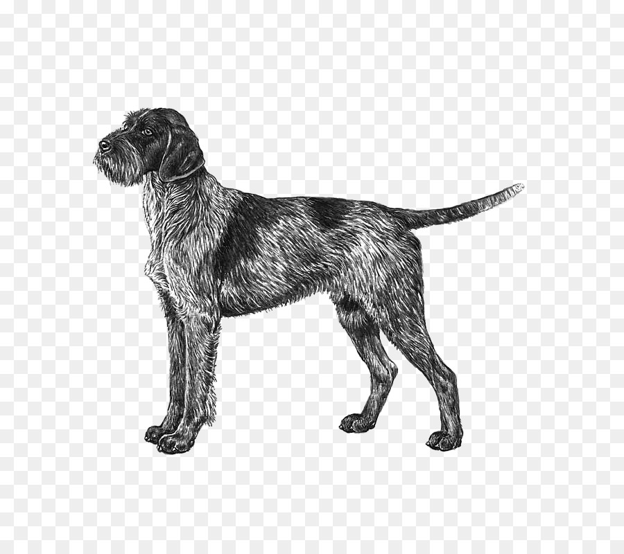 Wirehaired Pointing Griffon ?eský Fousek German Wirehaired Pointer Wirehaired Vizsla - puppy png download - 800*800 - Free Transparent Wirehaired Pointing Griffon png Download.
