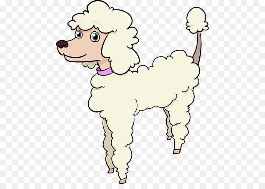 Standard Miniature and Toy Poodles Coloring book Puppy - puppy png download - 519*622 - Free Transparent Poodle png Download.