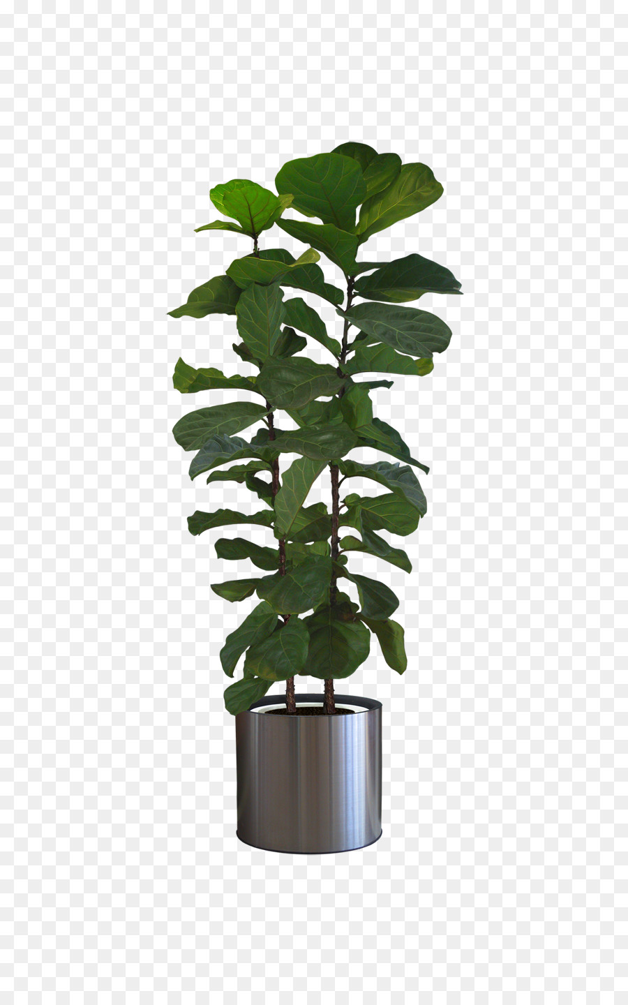 Icon - Potted plants png download - 744*1428 - Free Transparent Plant png Download.