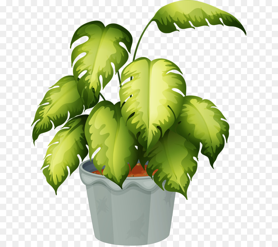 Flowering plant Clip art - flower pot png download - 699*800 - Free Transparent Plant png Download.