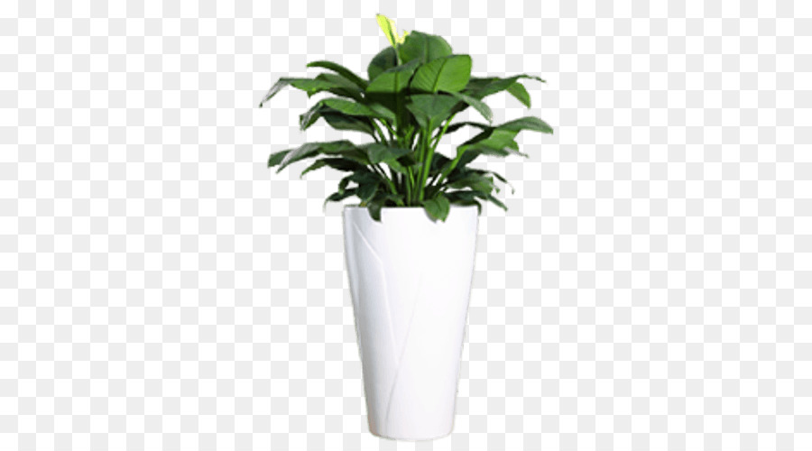 Houseplant Flowerpot Light Ornamental plant - Pot plant png download - 500*500 - Free Transparent Plant png Download.