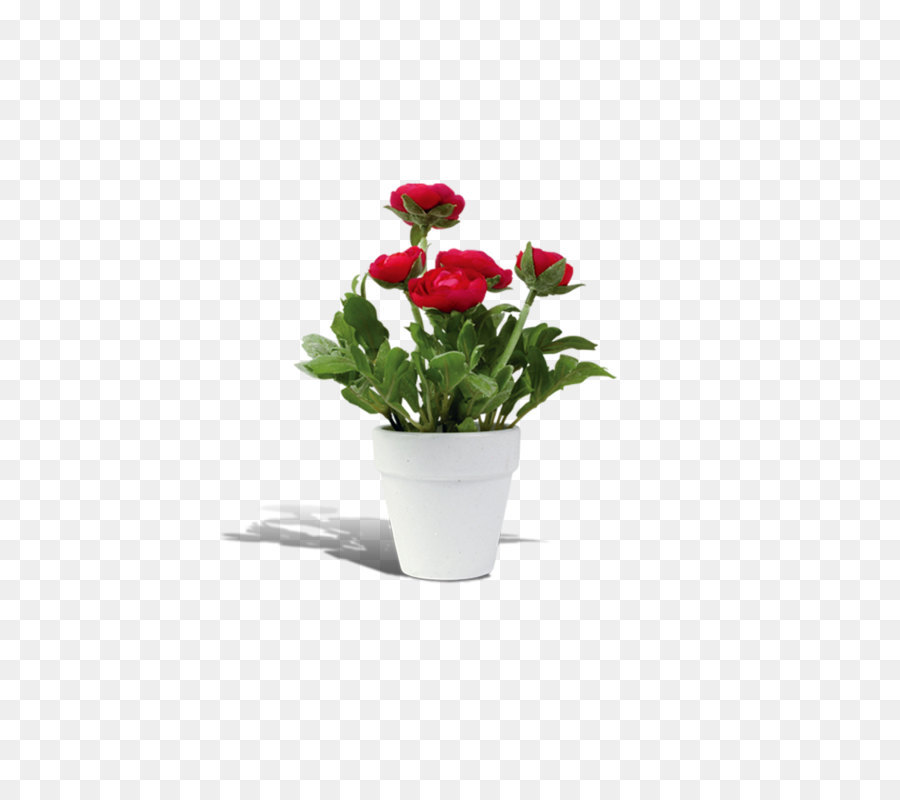 Flowerpot Rosa chinensis - flower pot png download - 967*1168 - Free Transparent Rosa Chinensis png Download.