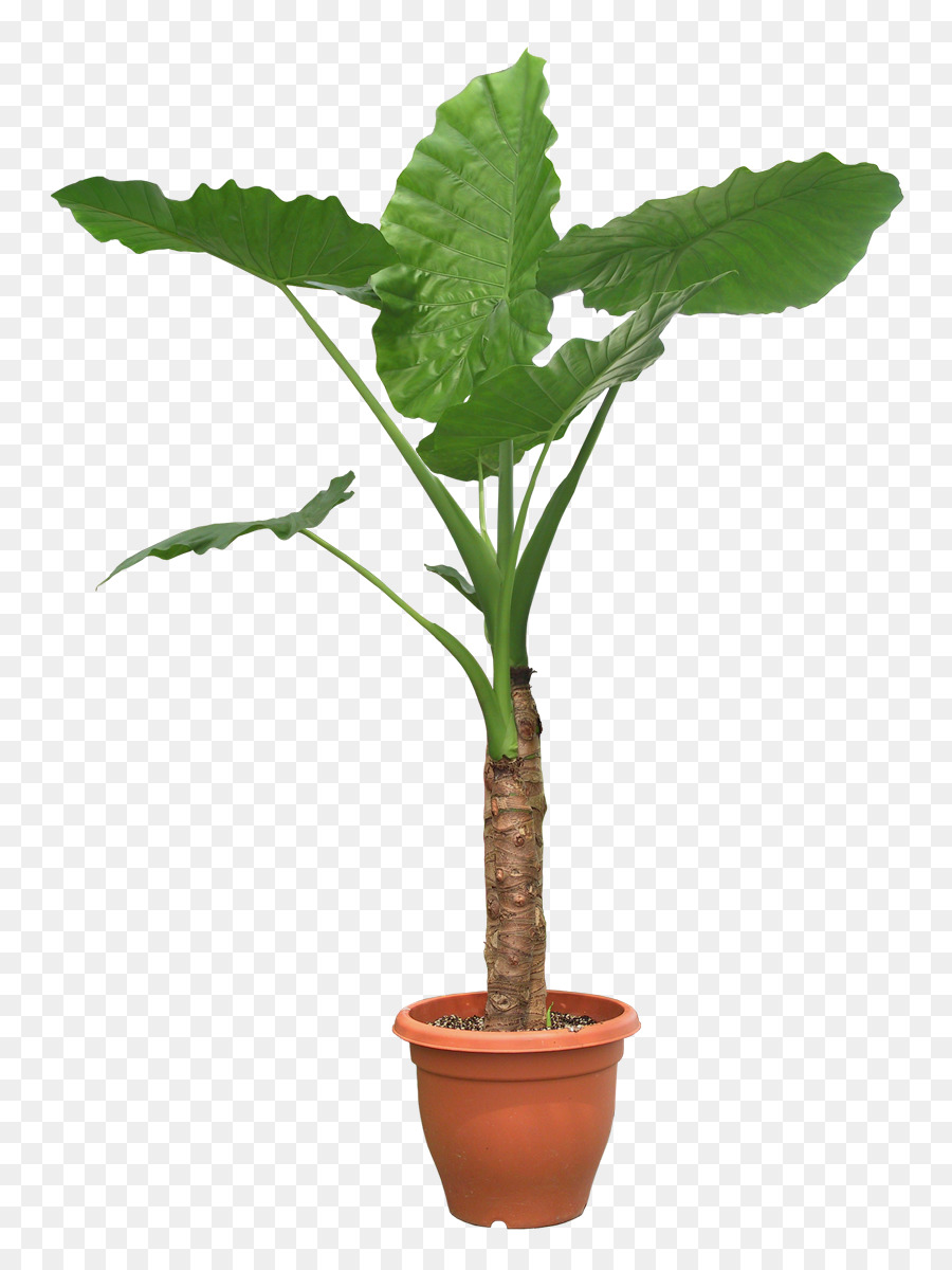 Houseplant Tree Pixel - Plant Png Potted png download - 840*1200 - Free Transparent Plant png Download.