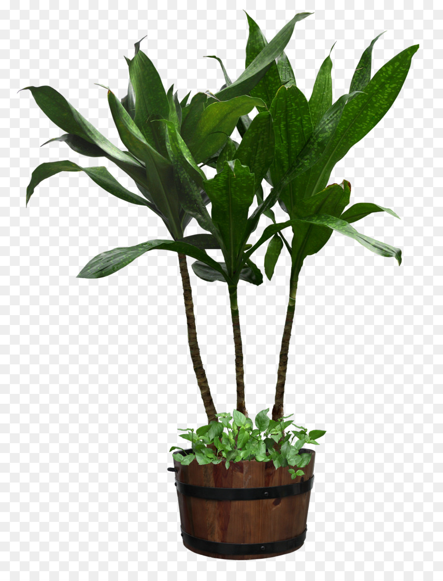 Houseplant Flowerpot - potted plant png download - 1140*1480 - Free Transparent Plant png Download.