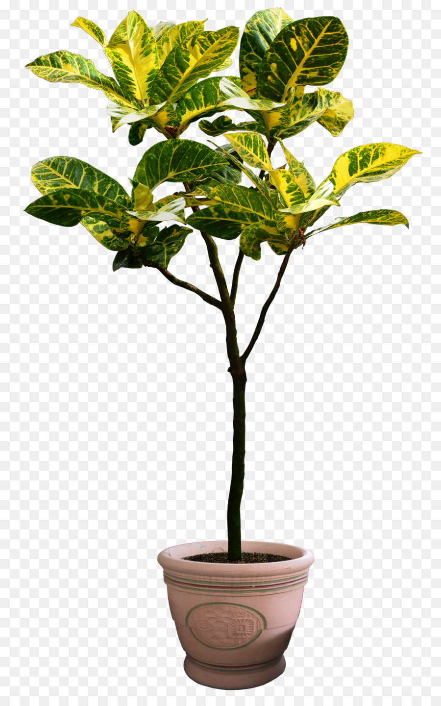 Houseplant Tree Flowerpot - Beautiful Transparent Plants, Potted Flower Png png download - 960*1520 - Free Transparent Plant png Download.