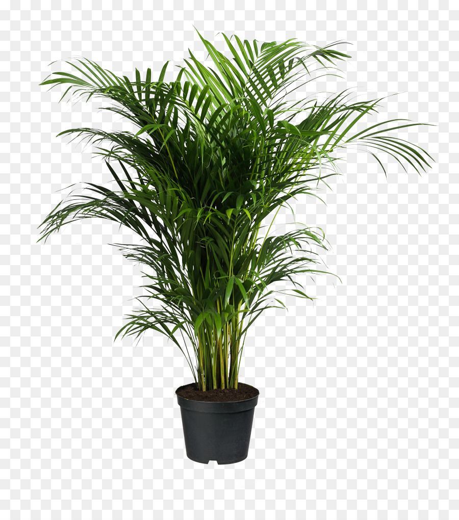 Howea forsteriana Ravenea Areca palm Houseplant - potted plants png download - 886*1017 - Free Transparent Howea Forsteriana png Download.