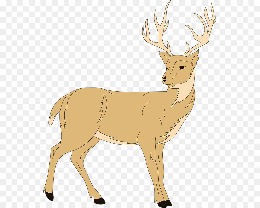 White-tailed deer Red deer Clip art - deer png download - 599*720 - Free Transparent Deer png Download.